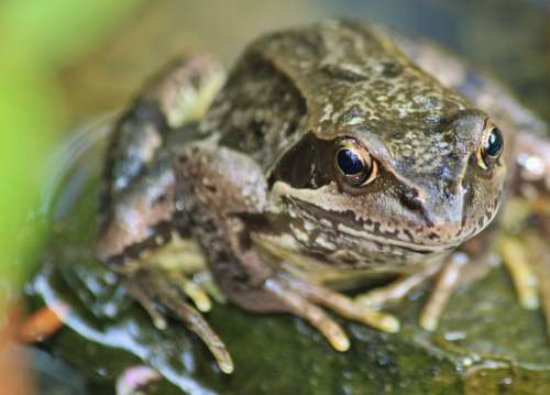 Frog Amphibian Animal Frog Pond Creature Eyes
