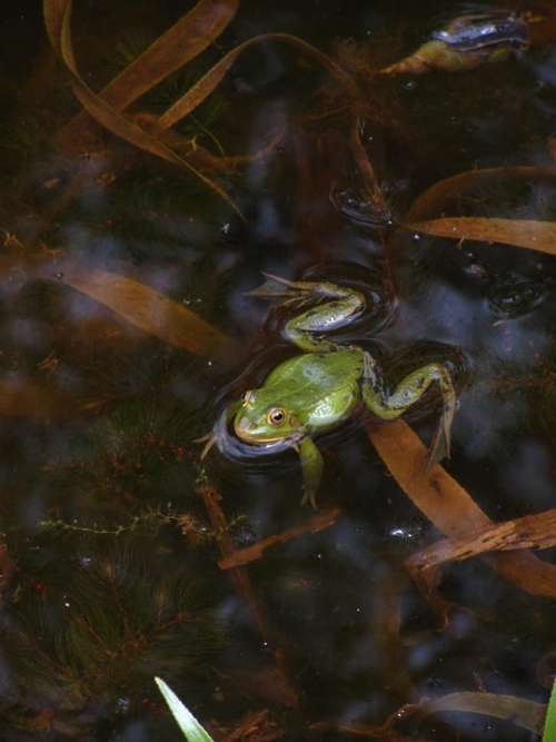 Frog Pond Amphibian Water Frog