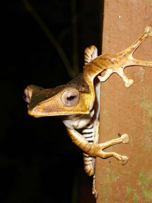 Frog Jungle Wildlife Malaysia Borneo Rainforest
