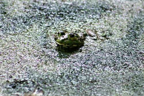 Frog Green Amphibian Wildlife Eye Closeup Toad