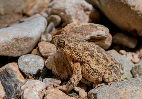 Frog Toad Amphibian Tropical Nature Wildlife