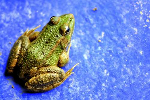 Frog Amphibian Vivid Nature Environment Wild