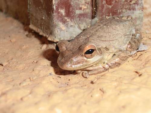 Frog Amphibians Animal Toad Cuba