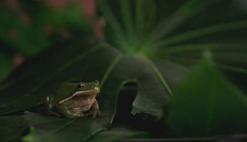 Frog Animal Pet Toad Water Amphibian Nature