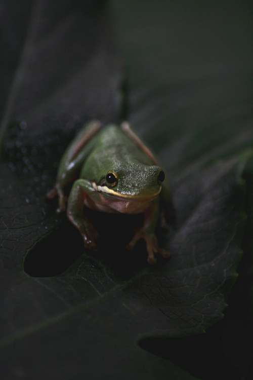 Frog Animal Pet Toad Water Amphibian Nature