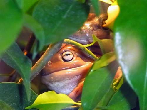 Frog Amphibian Jungle Animal Nature