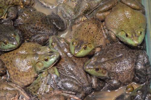 Frog Frogs Amphibian Food Pet Tadpole Adult