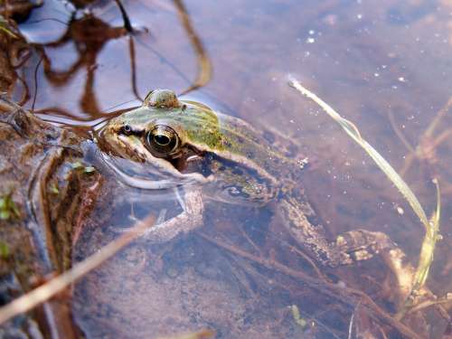 Frog Water Amphibian Puddle