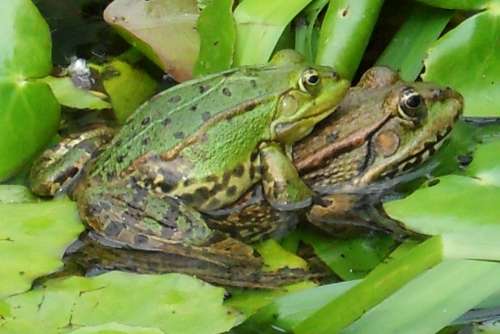 Frogs Pond Love Pairing Sex Frog Nature Animals