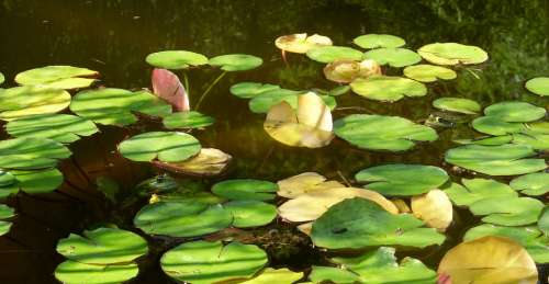 Frogs Wildlife Water Lilies Water
