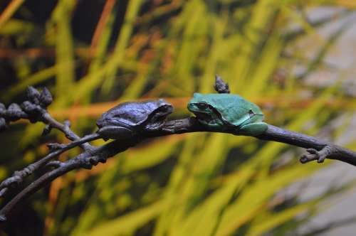 Frogs Dating Oceanarium Europe Nature Plants
