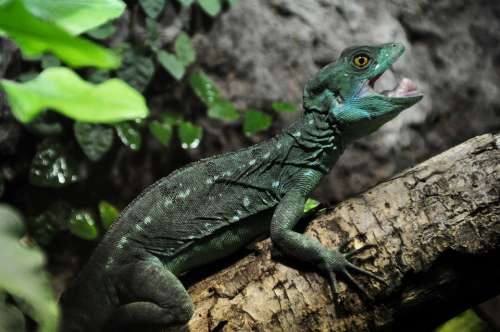 Frontal Lobe Basilisk Basilisk Lizard Reptile