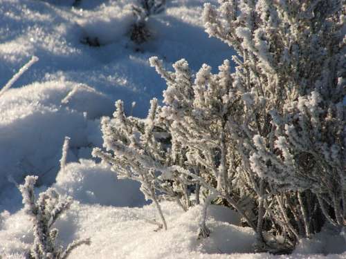 Frost Winter Plant Tree Shrub Ice Snow Cold Sun