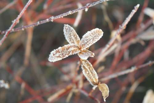 Frost Winter Snow Protection Plant Nature