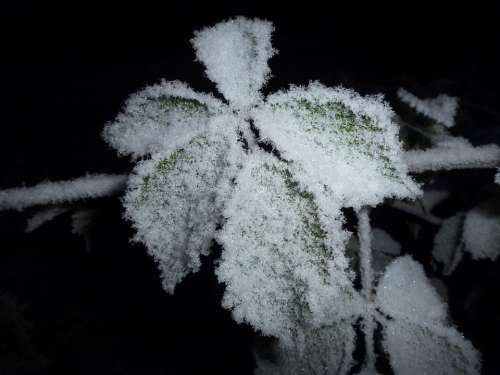 Frost Incomplete Frozen Snow Crystals