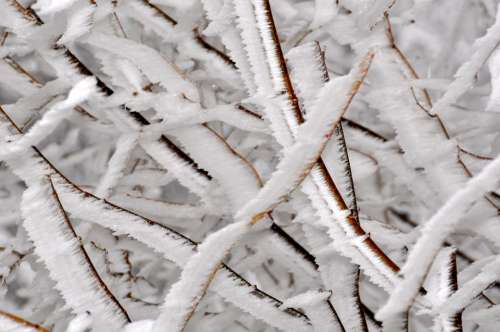 Frost Cold Snow Winter Ice Frozen Iced Branch