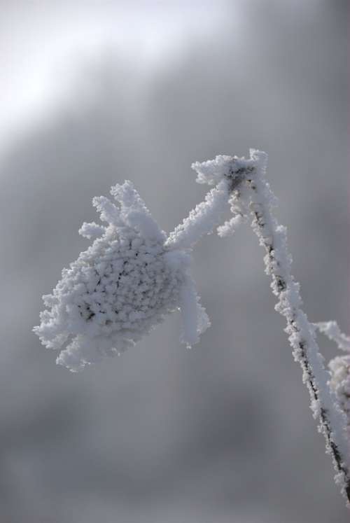 Frost Snow Winter Plant