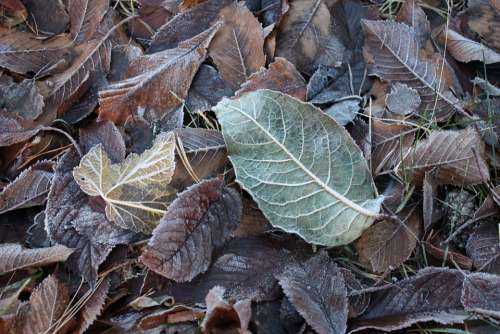 Frost Nature Winter Leaf Lövhög