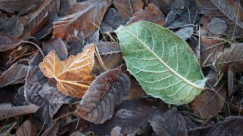 Frost Nature Winter Leaf Lövhög Autumn Contrast