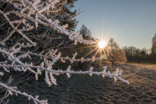 Frost Winter Frozen Cold Park Tree