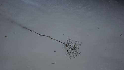 Frozen Branch Spring Ice Stuck In The Ice