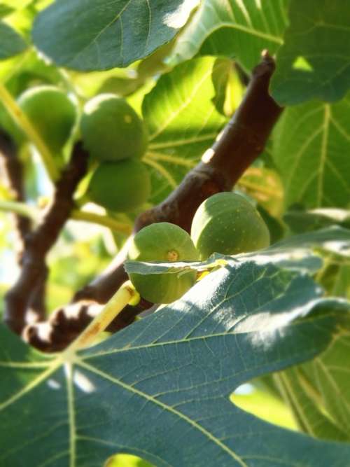 Fruit Fig Fig Tree Green