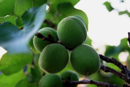 Fruit Young Green Swollen Round Branch Spring