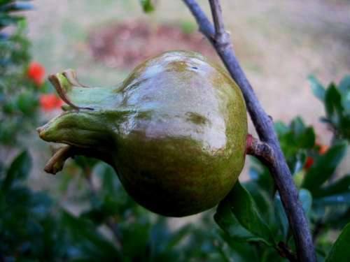 Fruit Pomegranate Round Plump Green Shiny Stem