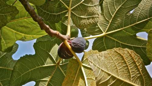 Fruit Figs Higera Tree Vegetable Nature