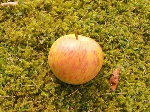 Fruit Apple Boskop Vitamins Healthy Apple Pie