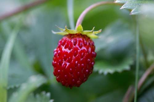 Fruit Strawberry Nature Fruits Red Sweet Berry