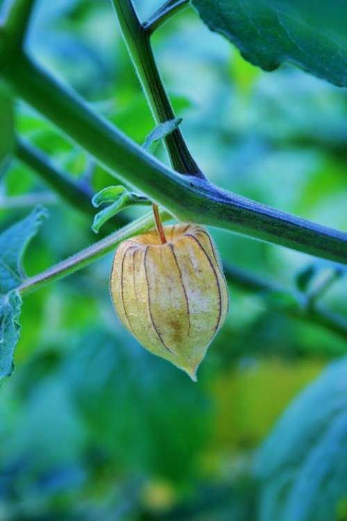 Fruit Ripe Cape Gooseberry Cape Bleached Plant