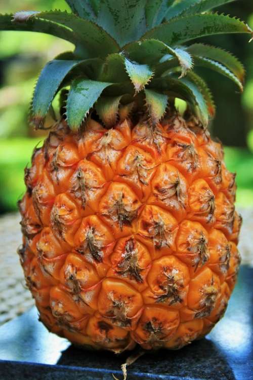 Fruit Pineapple Skin Yellow Rough Diamond Pattern