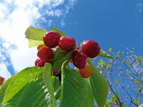 Fruit Cherries Garden Nature Red Collection