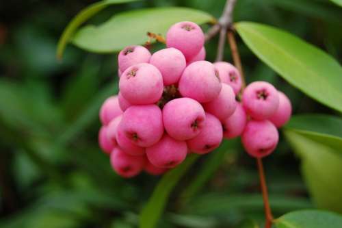 Fruit Nature Berries Pink Berry Blossom Branch