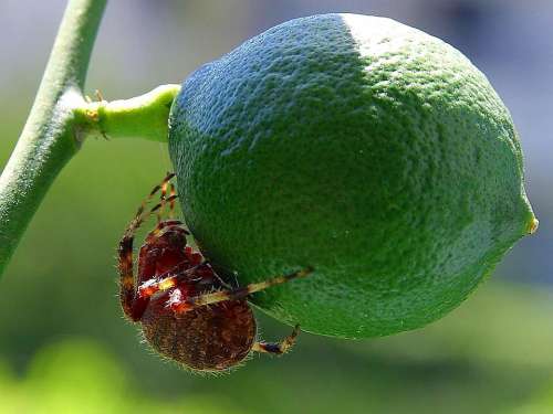 Fruit Spiders Limes Bugs Insects Animals Fauna