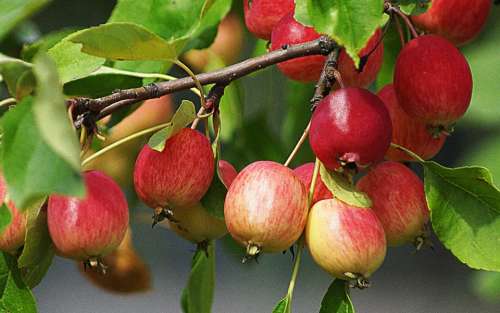 Fruit Nature Apples Foliage Red Apple