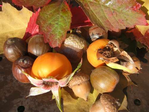 Fruits Acorns Emerge Oak Autumn Decoration