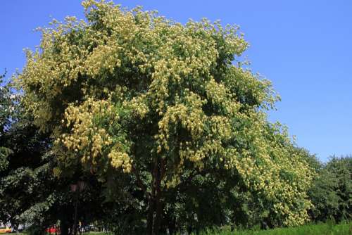 Fruits Golden Koelreuteria Paniculata Rain Tree