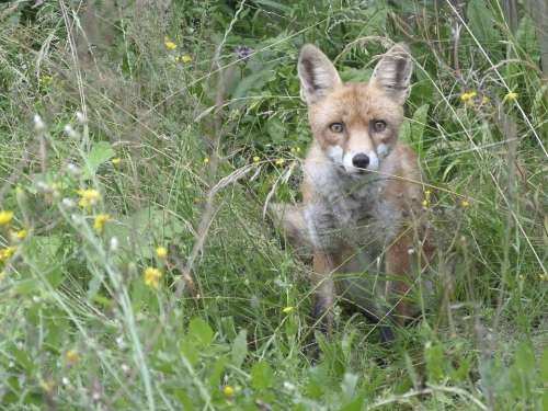 Fuchs Animal Watch