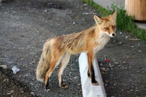 Fuchs Pelly Crossing Yukon Canada Animals