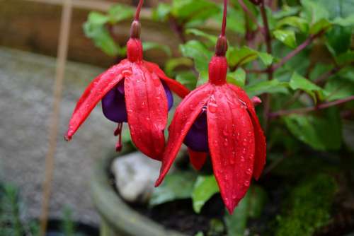 Fuchsia Potted Plant Woody Hardy Perennial Variety