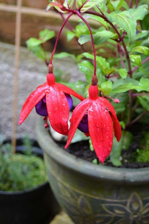 Fuchsia Potted Plant Woody Hardy Red Purple