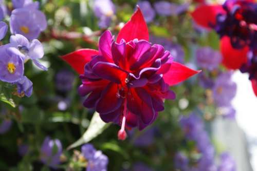 Fuchsia Flower Floral Summer Pink Purple Blossom