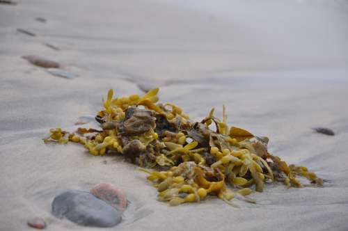 Fucus Glon Beach Sea Brunatnice