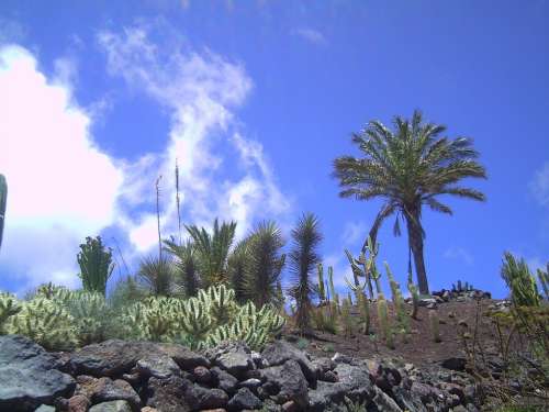 Fuerteventura Palm Sun Air Sky
