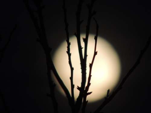 Full Moon Month Night Glow Bush