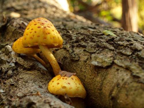 Fungi Fungus Mushroom Tree Forest Shade Woods