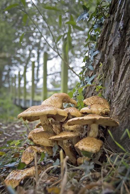 Fungi Cap Forest Mushroom Nature Mushrooms Woods