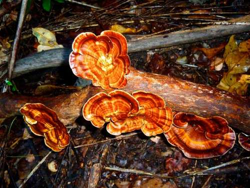 Fungi Growth Red Orange Fungus Woods Color